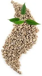 grains de café marrons avec des feuilles vertes sur un fond blanc