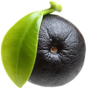 fruit noir ridé entouré d'une feille verte sur un fond blanc