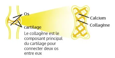 image presentant les os et le cartilage en jaune sur un fond blanc image presentant les os et le cartilage en jaune sur un fond blanc