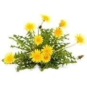 plantes vertes et jaune sur un fond blanc petit format