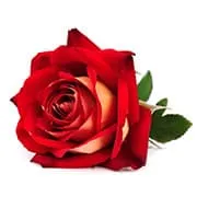 rose rouge avec feuille verte sur un fodn blanc - WeightWorld