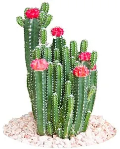 plusieurs catus verts avec des fleurs roses sur un tas de cailloux sur fond blanc