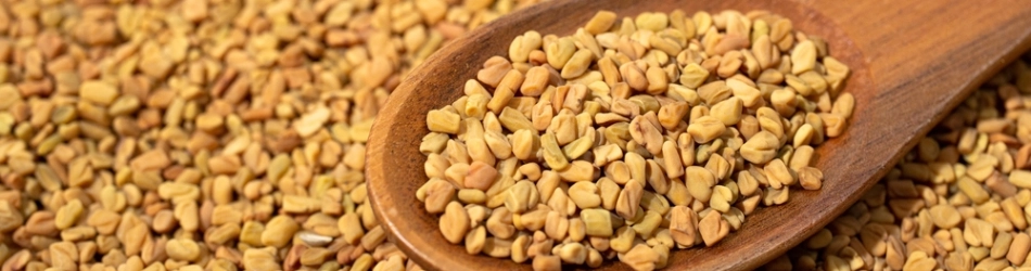 vertus du fenugrec pour la santé vertus du fenugrec pour la santé